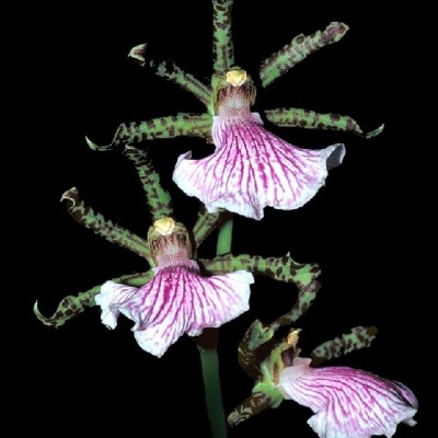 Flor de orquídea branca e rosa com sépalas verdes pontilhadas, fundo preto