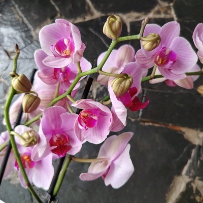 Orquídea com flores rosa claro e centros rosa fúcsia em vaso preto no pavimento de pedra.