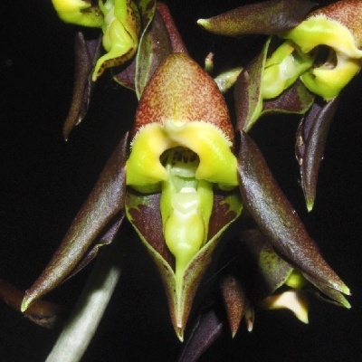 Flor exótica tipo orquídea em fundo negro