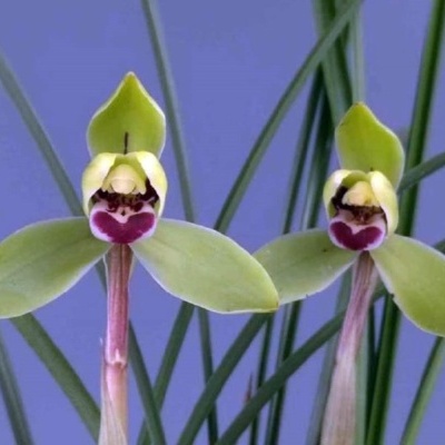 Duas orquídeas verdes com padrão roxo e branco no centro e folhas verdes finas ao fundo