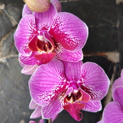 Orquídea rosa com manchas vermelhas
