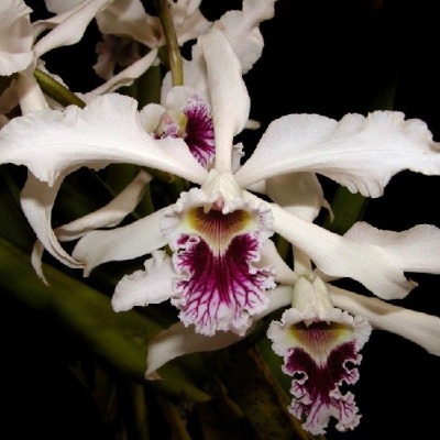 Orquídea branca com detalhes roxos e amarelos em fundo escuro