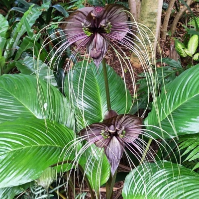 Planta com flores roxas escuras e folhas verdes largas num ambiente natural