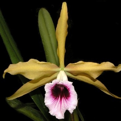 Flor amarela com centro rosa e folhas verdes sobre fundo preto