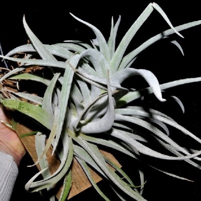Planta Tillandsia com folhas cinzentas fixada em madeira