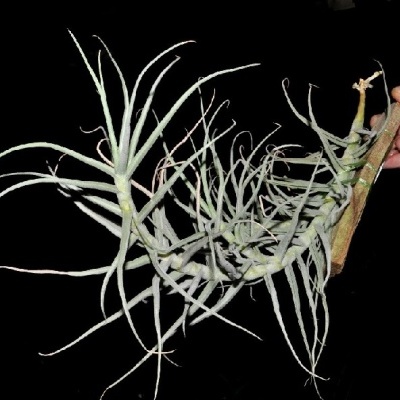 Planta aérea Tillandsia com folhas longas e finas cinza-esverdeadas fixada num pedaço de madeira