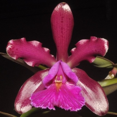 Orquídea rosa vibrante com pétalas largas sobre fundo negro