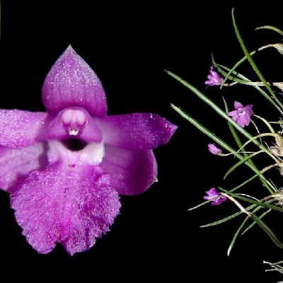 Flor de orquídea cor-de-rosa com folhas verdes e raízes