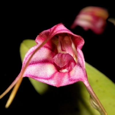 Flor rosa com padrões em tons de magenta e branco com folhas verdes ao fundo