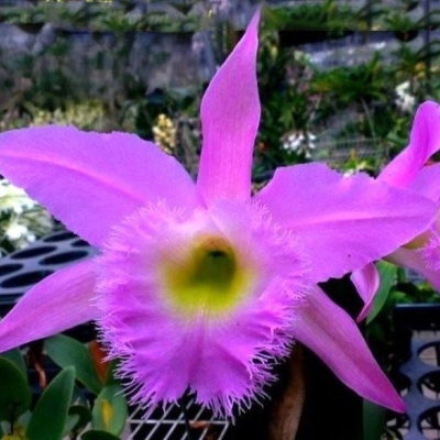 Flor orquídea rosa com centro amarelo esverdeado e pétalas com franjas