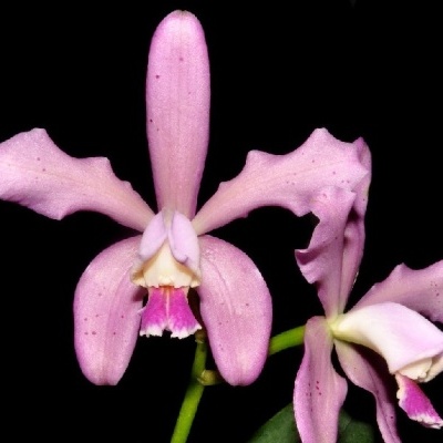 Flor de orquídea rosa com pétalas onduladas em fundo preto
