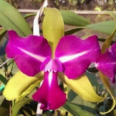 Orquídea cor-de-rosa e amarela com folhas verdes em suporte branco