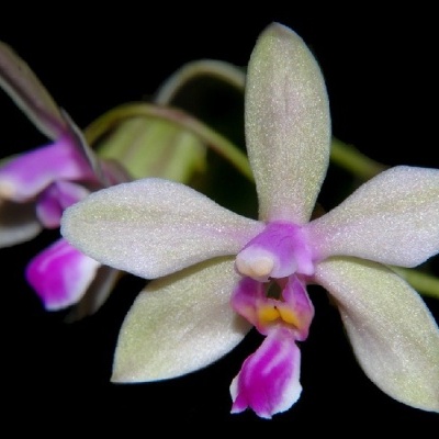 Flor de orquídea branca com centro rosa e amarelo em fundo preto