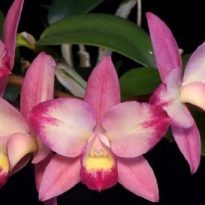 Flores de orquídea rosa e amarelas com folhas verdes