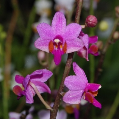 Flores de orquídea cor-de-rosa e púrpura com detalhes em laranja e branco em ramos marrons