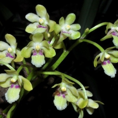 Flores de orquídea amarela com detalhes roxos em fundo escuro