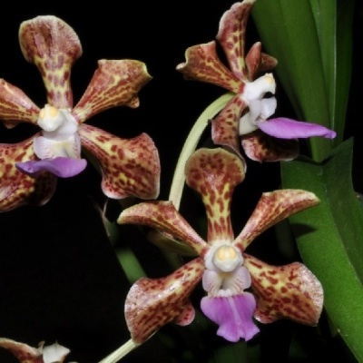 Flores de orquídea malhadas castanhas e lilás em fundo preto