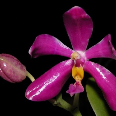 Orquídea cor-de-rosa com flor aberta e gema ao lado, fundo preto