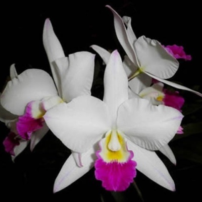 Orquídea branca com centro amarelo e rosa sobre fundo negro