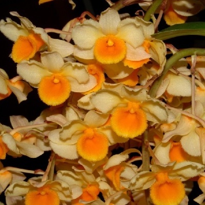 Flores de orquídea amarelas com centro laranja em ramos verdes