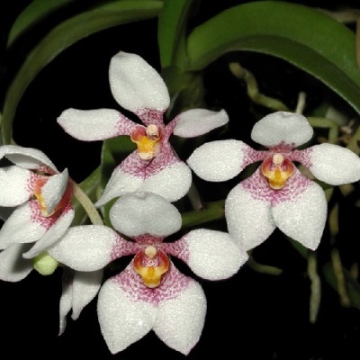 Flores de orquídea brancas com padrões rosa e amarelo e folhas verdes
