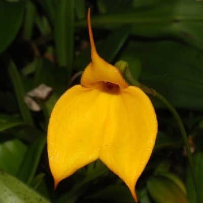Flor amarela com pétalas pontiagudas e folhas verdes ao fundo