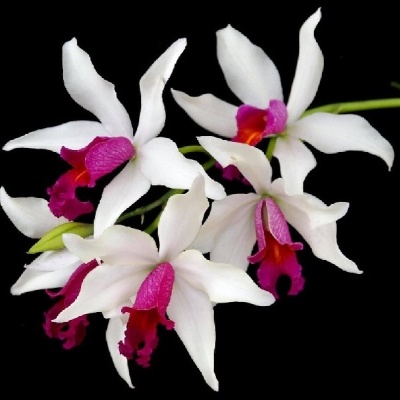 Orquídea branca com centro rosa vibrante num fundo preto