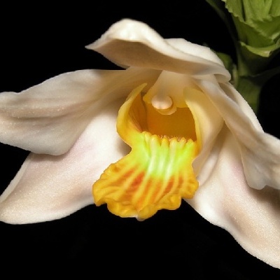 Flor natural de orquídea branca e amarela com fundo preto