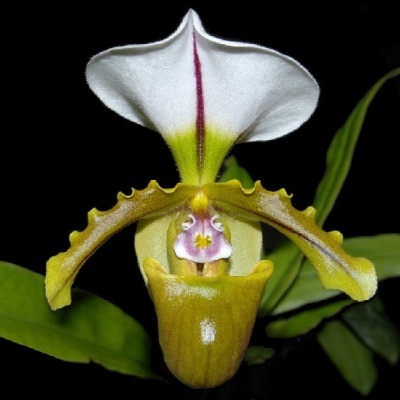 Orquídea Paphiopedilum amarelo, branco e rosa com folhas verdes sobre fundo preto.