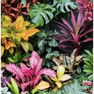 Plantas tropicais coloridas com folhas variadas