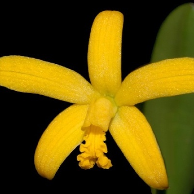 Flor amarela com cinco pétalas e folha verde sob fundo negro