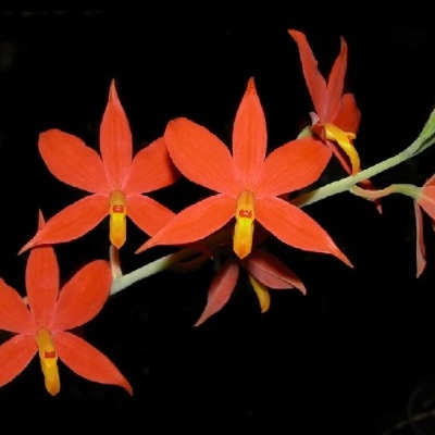 Orquídea com flores laranja e centro amarelo num caule verde sobre fundo preto