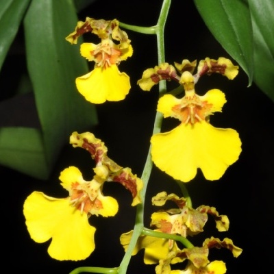 Flores amarelas de orquídea com detalhes castanho-avermelhados em caules verdes.