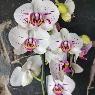Flores de orquídea branca com manchas roxas e centro colorido