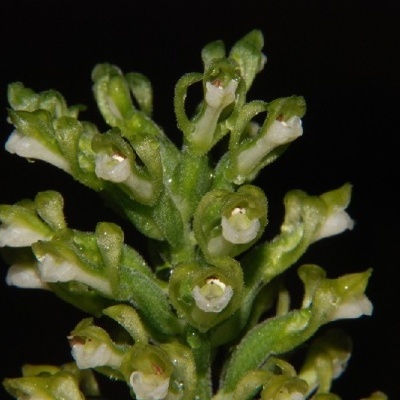 Flores pequenas brancas e verdes em cachos sobre fundo preto