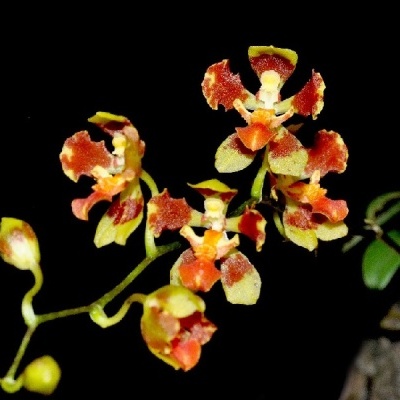 Orquídea com flores verdes e vermelhas em fundo preto