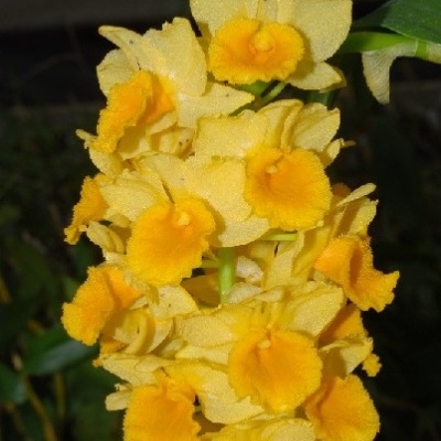 Flor amarela com múltiplas flores pequenas em cachos densos