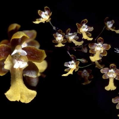 Flores amarelas e castanhas em raminhos contra fundo negro