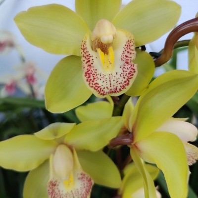 Close-up de flor orquídea Cymbidium amarela com manchas vermelhas no centro.