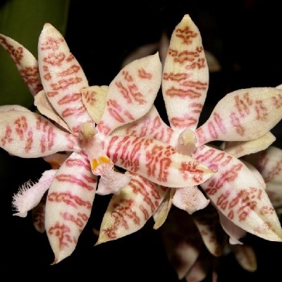 Orquídea branca com manchas rosa e vermelhas com textura aveludada