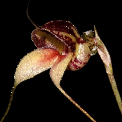 Flor exótica amarela e vermelha sobre fundo preto