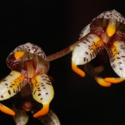 Flor exótica branca com pontos castanhos e pontas laranja em fundo preto