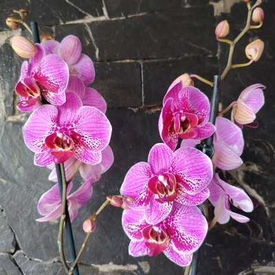 Orquídea rosa com suporte preto sobre fundo de pedra escura