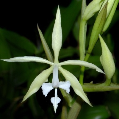 Flor branca exótica com pétalas alongadas numa planta com folhas verdes.