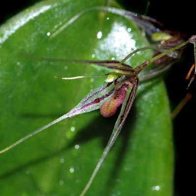 Orquídea com pétalas finas e alongadas sobre folha verde molhada