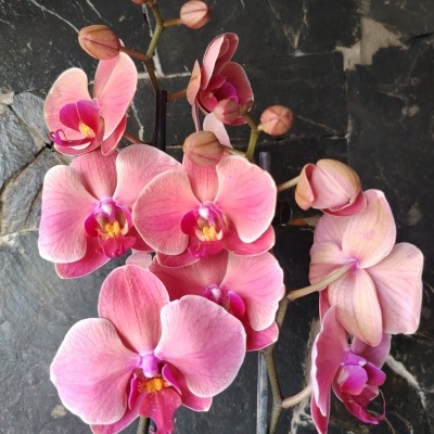 Orquídea cor-de-rosa em fundo de pedra escura