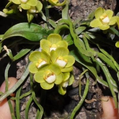 Orquídea amarela com raízes em cortiça