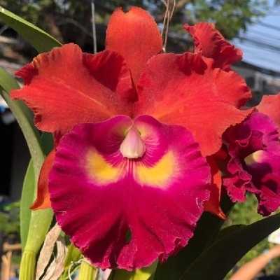 Orquídea vermelha e púrpura com centro amarelo em ambiente exterior