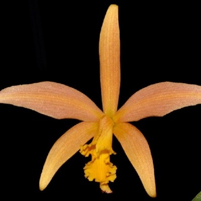 Orquídea amarela e alaranjada com cinco pétalas contra fundo preto