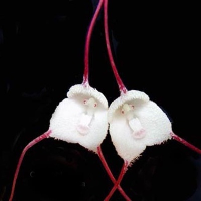 Flores brancas com pedúnculos vermelhos finos e formato de rostos humanos sobre fundo preto